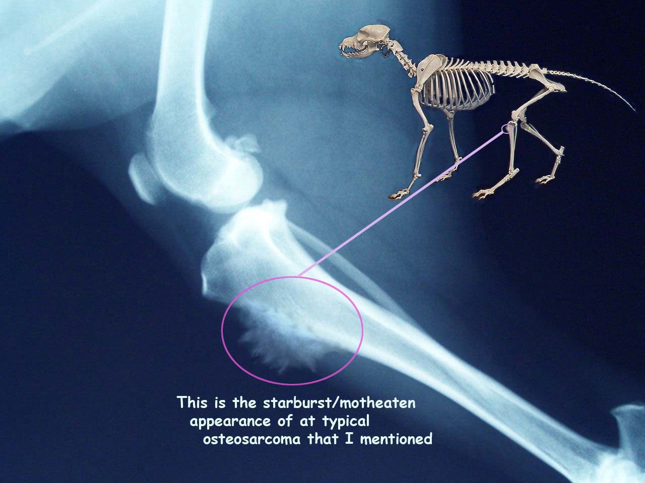 Signs Of Osteosarcoma Bone Cancer In Dogs Pethelpful