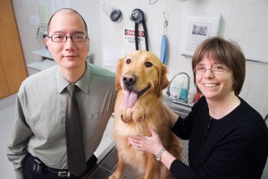 Bone Cancer In Dogs – An Explanation