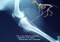 canine osteosarcoma symptoms