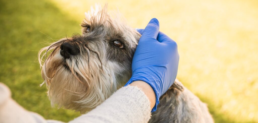 woman patting a dog with liver disease