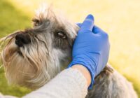 woman patting a dog with liver disease