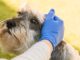 woman patting a dog with liver disease