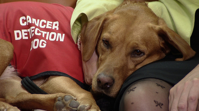 dog cancer detection