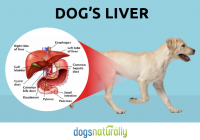 liver cancer in dogs canines
