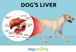 Liver Cancer In Dogs