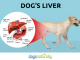 liver cancer in dogs canines